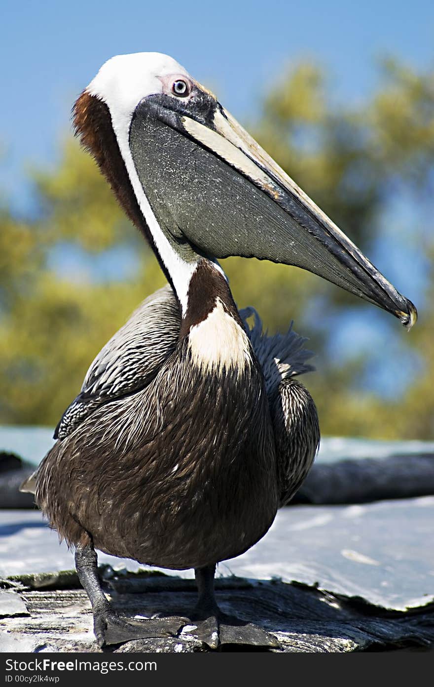 Pelican on a roof