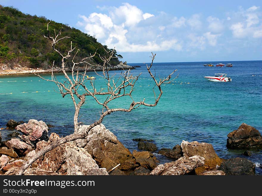 Beautiful and calm sea with rock and dry tree. Beautiful and calm sea with rock and dry tree