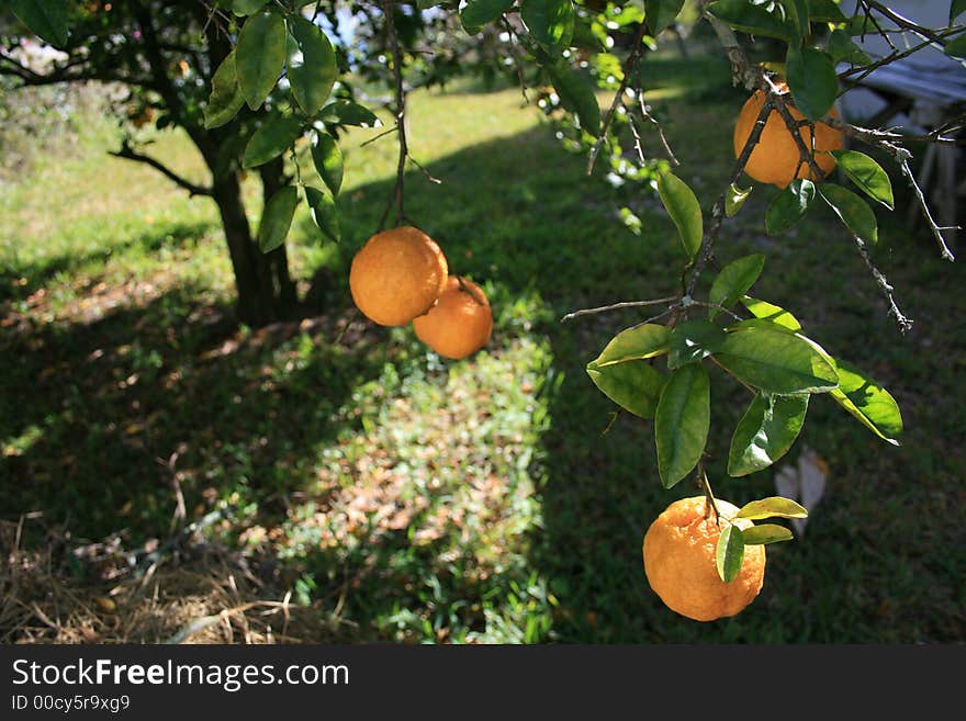 A lemon tree branch growing in Florida. A lemon tree branch growing in Florida.