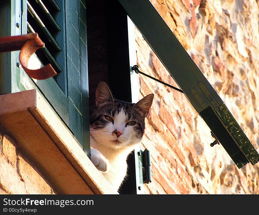 A beautiful cat looking at me from a window. A beautiful cat looking at me from a window