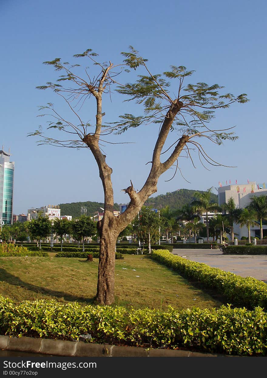 This is a tree from the south of China in the park.