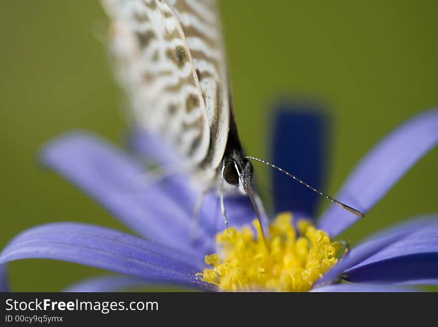 Tiny, beautiful butterfly on blue flower with long tongue. Please see all my other macro shots!. Tiny, beautiful butterfly on blue flower with long tongue. Please see all my other macro shots!