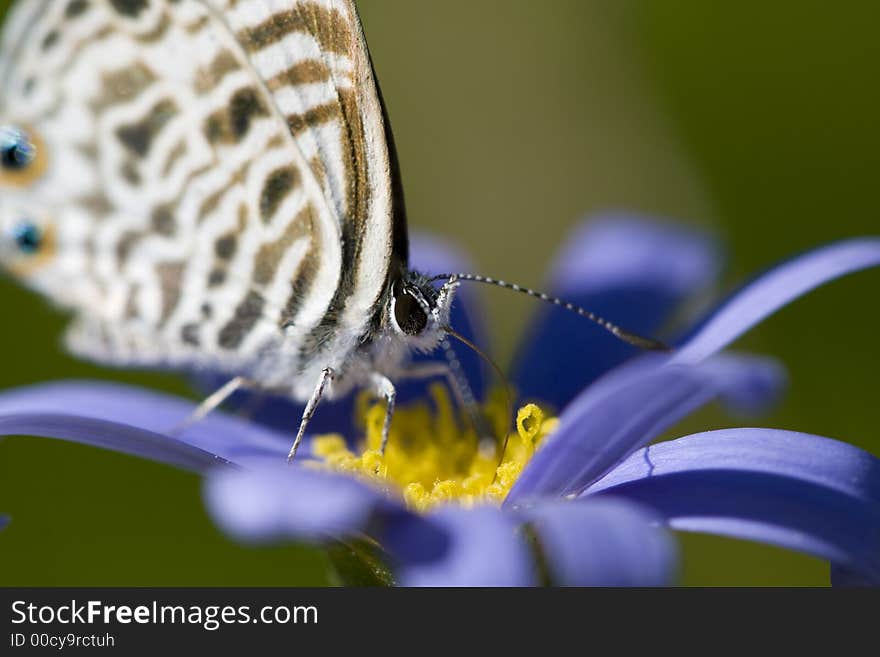 Macro of tiny butterfly with long tongue and eye pattern on end of wings. Please see all my other macro shots!. Macro of tiny butterfly with long tongue and eye pattern on end of wings. Please see all my other macro shots!