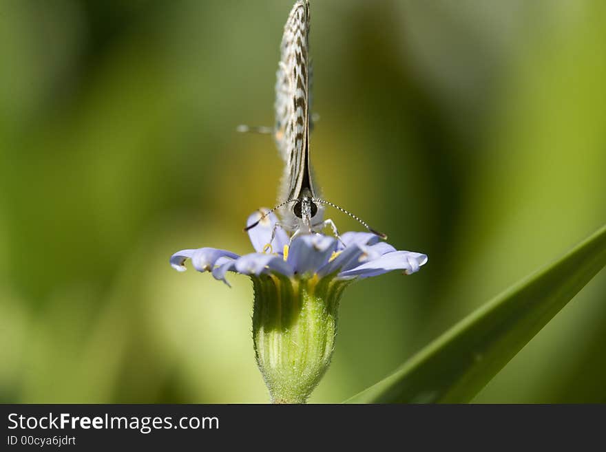 Tiny butterfly, head on macro.