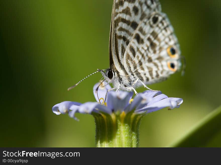 Butterfly on blue flower with long tongue and eye pattern on end of wings. Please see all my other macro shots!. Butterfly on blue flower with long tongue and eye pattern on end of wings. Please see all my other macro shots!