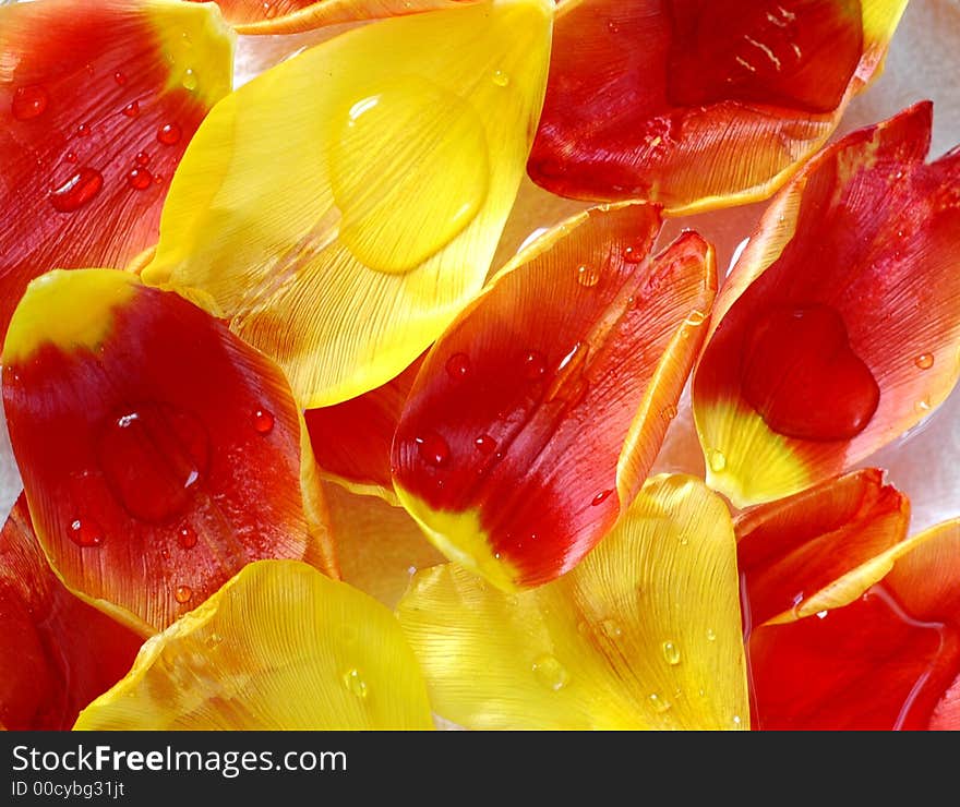 Tulip petals in scented water, one of the important component in a spa. Tulip petals in scented water, one of the important component in a spa