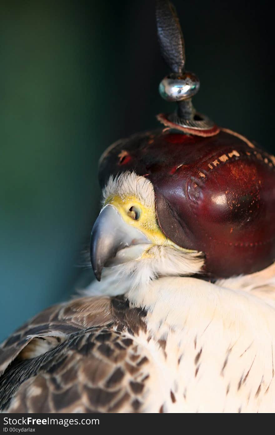 A close-up of a hooded falcon, a fierce bird of prey.