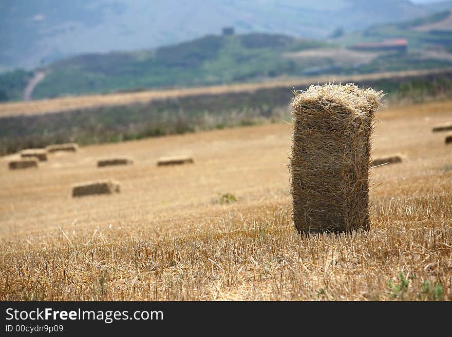 Field of straw