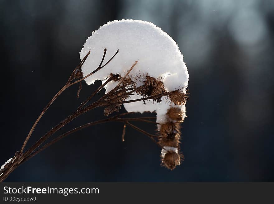 Argimony in snow