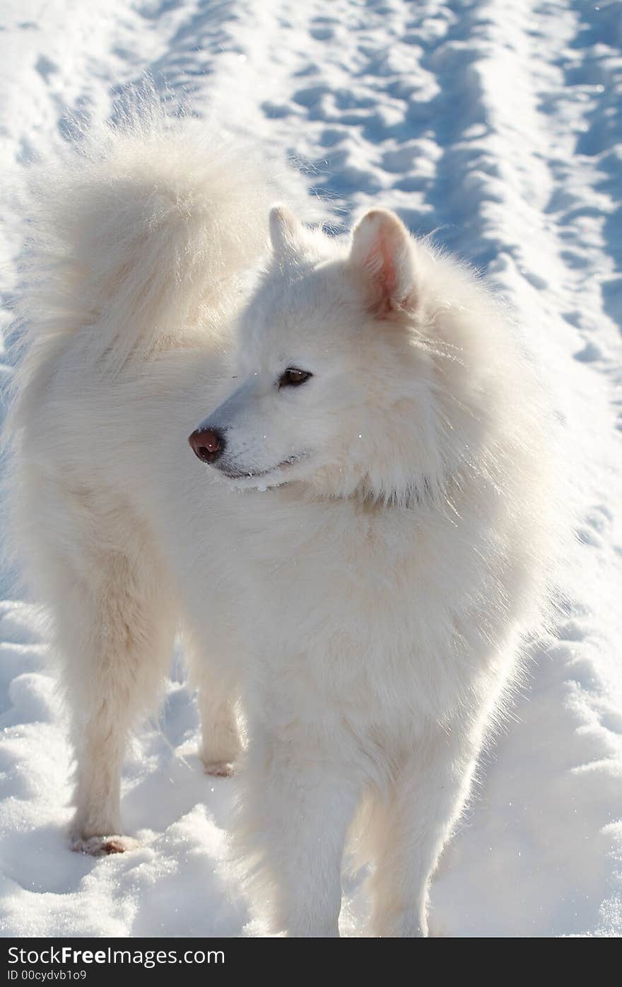 Samoed's dog in winter forest