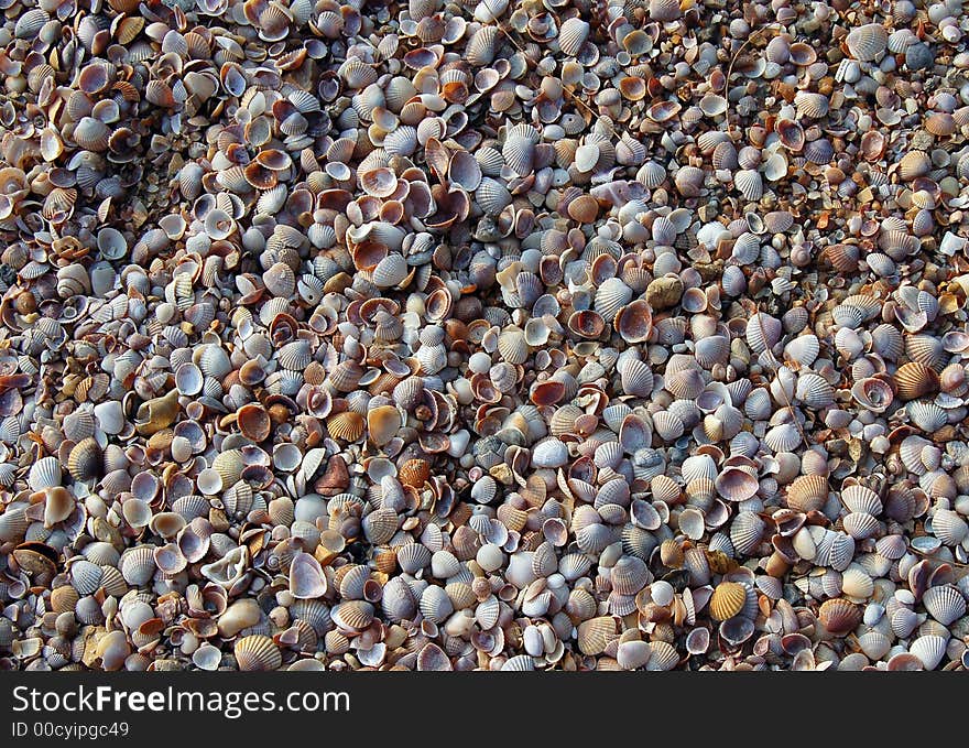 Seashell background closeup, beach in Thailand