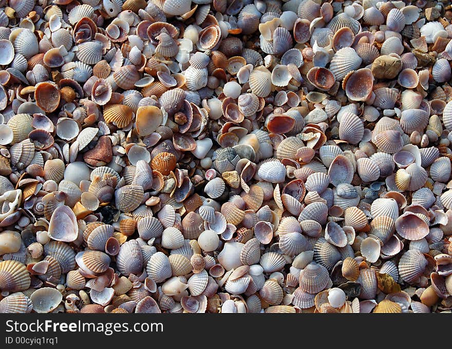 Seashell background closeup, beach in Thailand