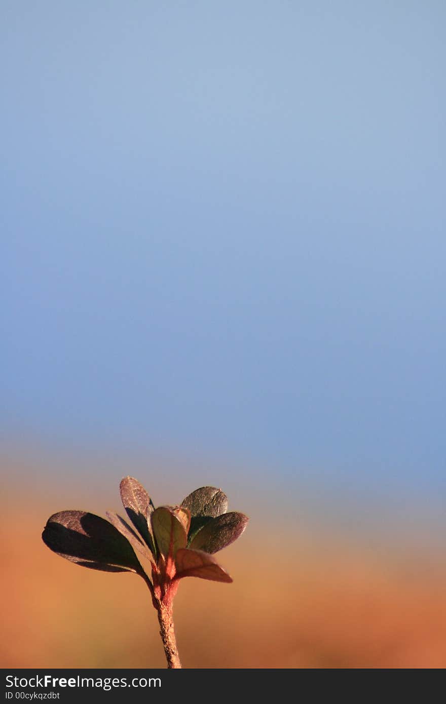 Interesting plant with a lake in the background. Interesting plant with a lake in the background