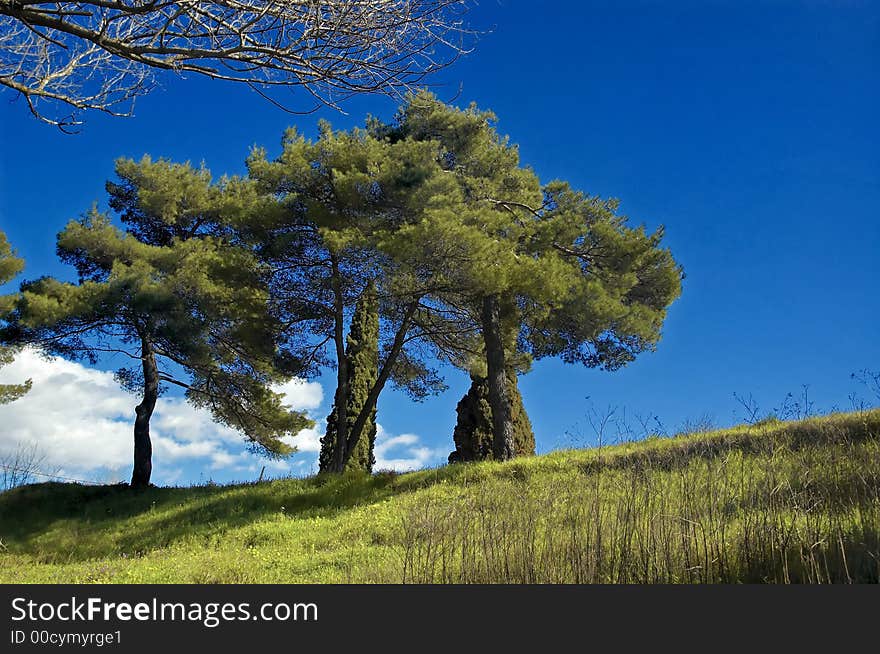 Tree's detail and puffy clouds on the sky.