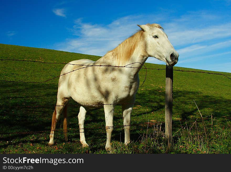 Beautiful white horse waiting for some eating