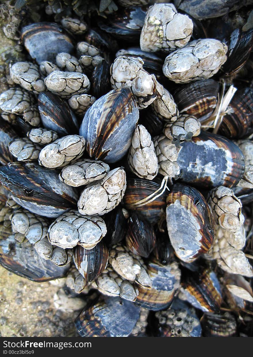 Mussels