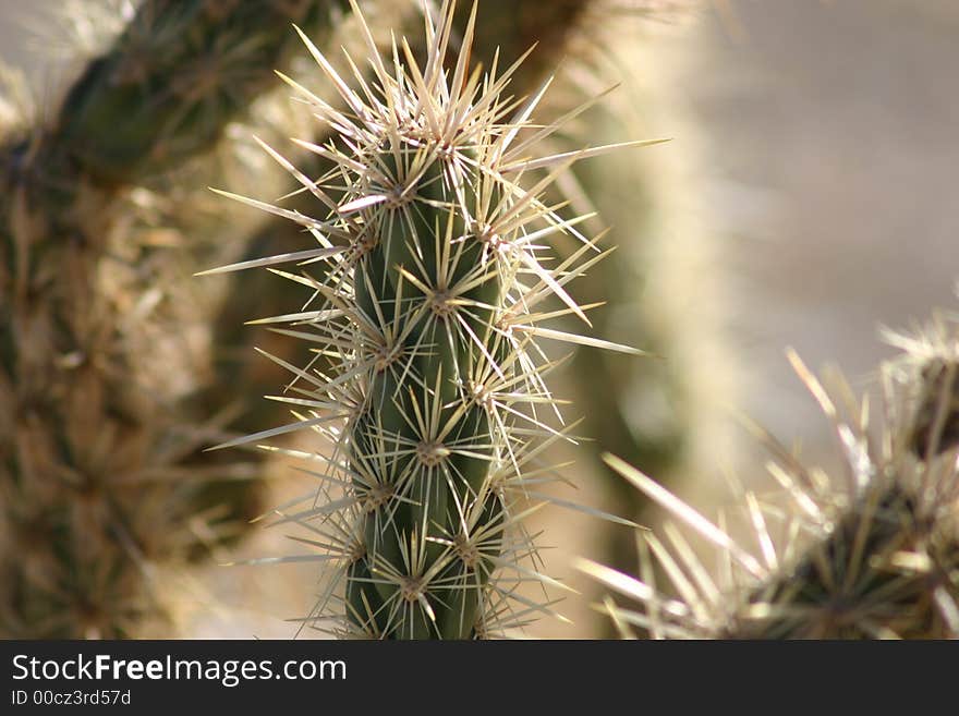 Cactus in the desert close up. Cactus in the desert close up