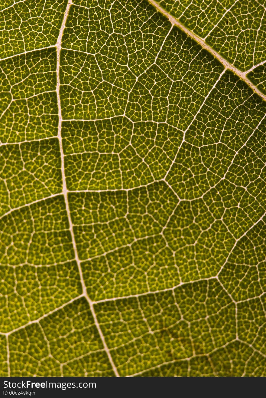 In botany, a leaf is an above-ground plant organ specialized for photosynthesis. For this purpose, a leaf is typically flat (laminar) and thin, to expose the chloroplast containing cells (chlorenchyma tissue) to light over a broad area, and to allow light to penetrate fully into the tissues. Leaves can store food and water, and are modified in some plants for other purposes. In botany, a leaf is an above-ground plant organ specialized for photosynthesis. For this purpose, a leaf is typically flat (laminar) and thin, to expose the chloroplast containing cells (chlorenchyma tissue) to light over a broad area, and to allow light to penetrate fully into the tissues. Leaves can store food and water, and are modified in some plants for other purposes.