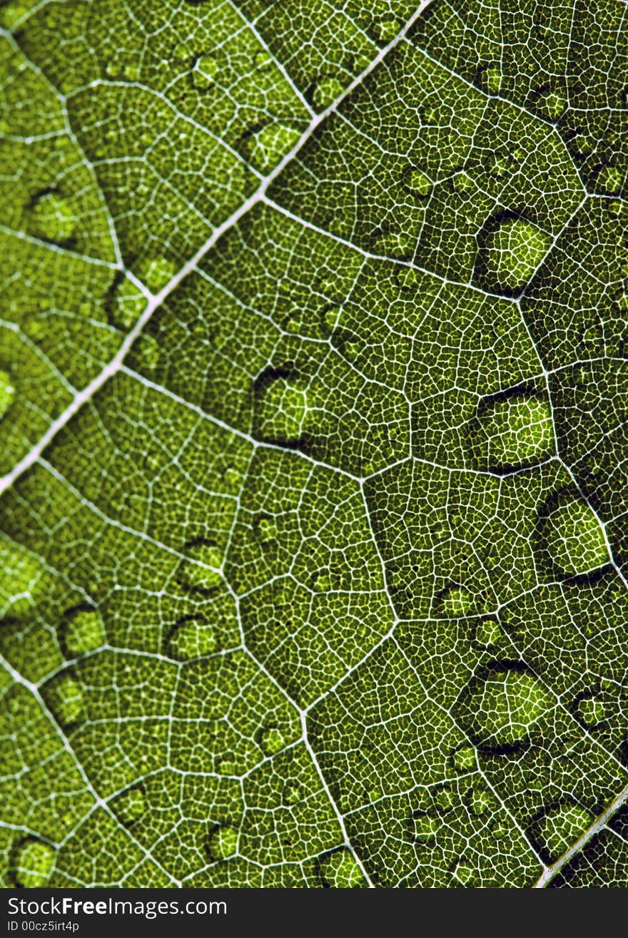 In botany, a leaf is an above-ground plant organ specialized for photosynthesis. For this purpose, a leaf is typically flat (laminar) and thin, to expose the chloroplast containing cells (chlorenchyma tissue) to light over a broad area, and to allow light to penetrate fully into the tissues. Leaves can store food and water, and are modified in some plants for other purposes. In botany, a leaf is an above-ground plant organ specialized for photosynthesis. For this purpose, a leaf is typically flat (laminar) and thin, to expose the chloroplast containing cells (chlorenchyma tissue) to light over a broad area, and to allow light to penetrate fully into the tissues. Leaves can store food and water, and are modified in some plants for other purposes.