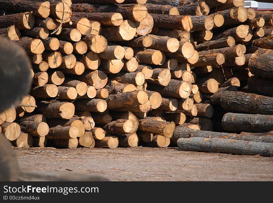 Wood logs stacked up in lumber yard