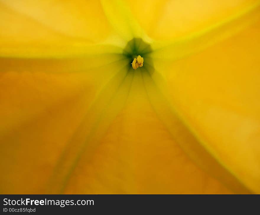 Yellow Trumpet Flower