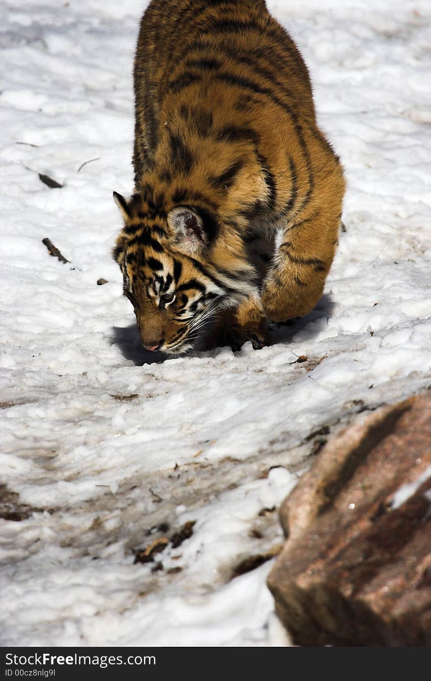 Tiger cub sniffing out its prey in the snow.