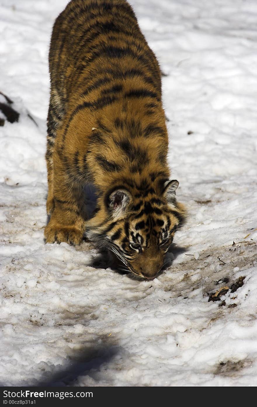 Tiger cub sniffing out its prey in the snow.