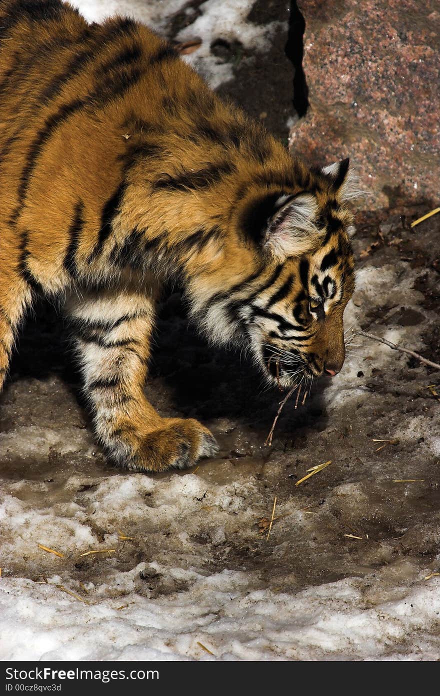 Tiger cub sniffing out its prey in the spring snow.