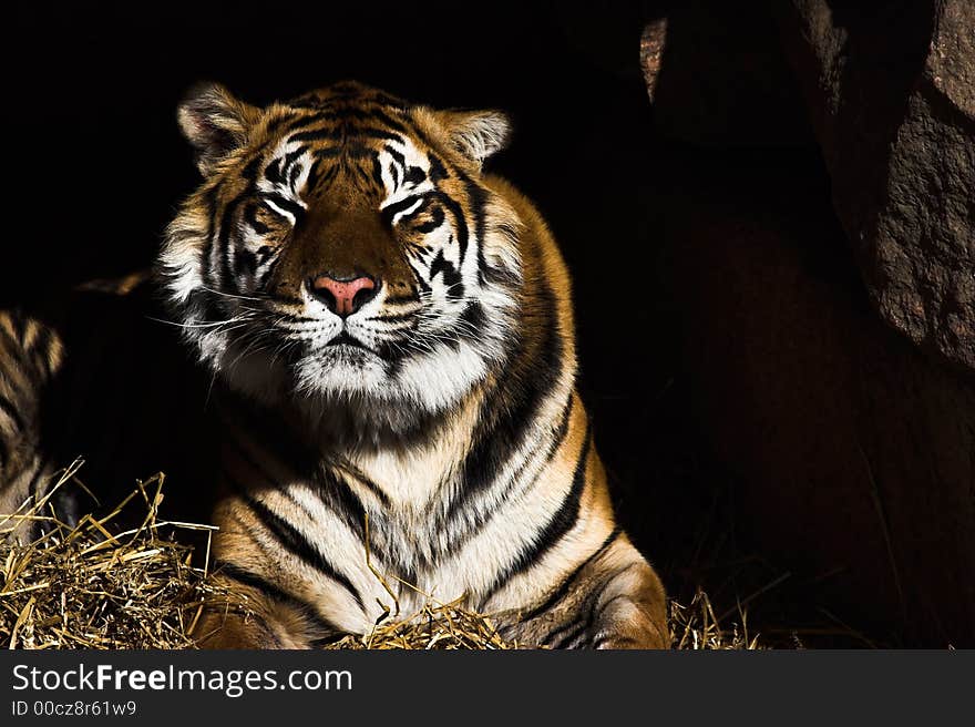 Tiger basking in the sun while lying at the entrance of its den.