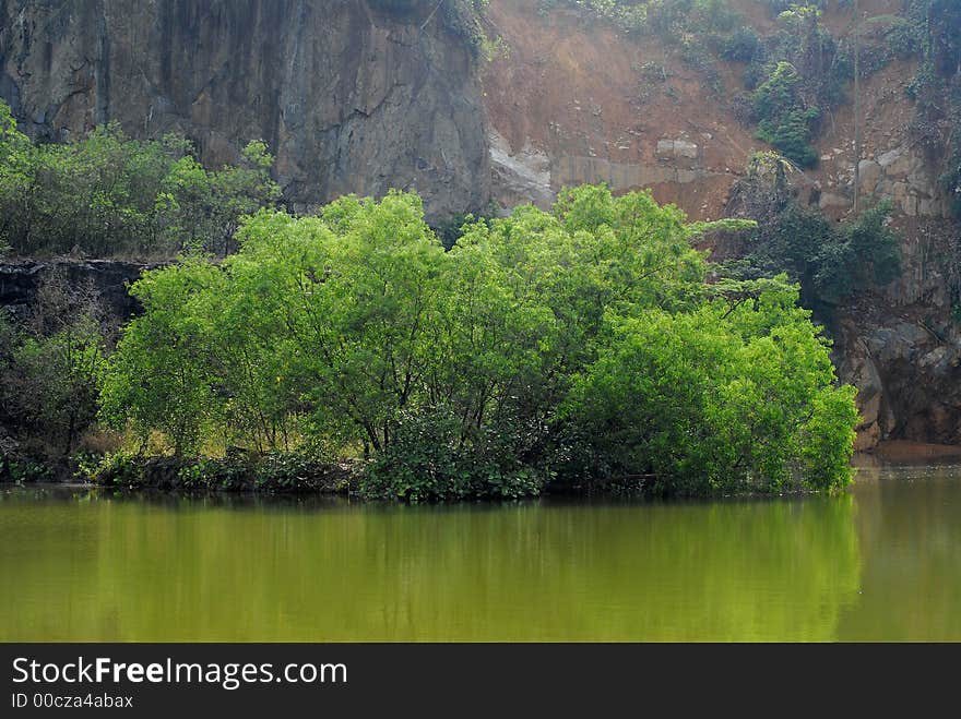 Trees and water of a pond. Trees and water of a pond