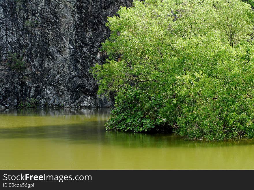 Trees and water of a pond. Trees and water of a pond