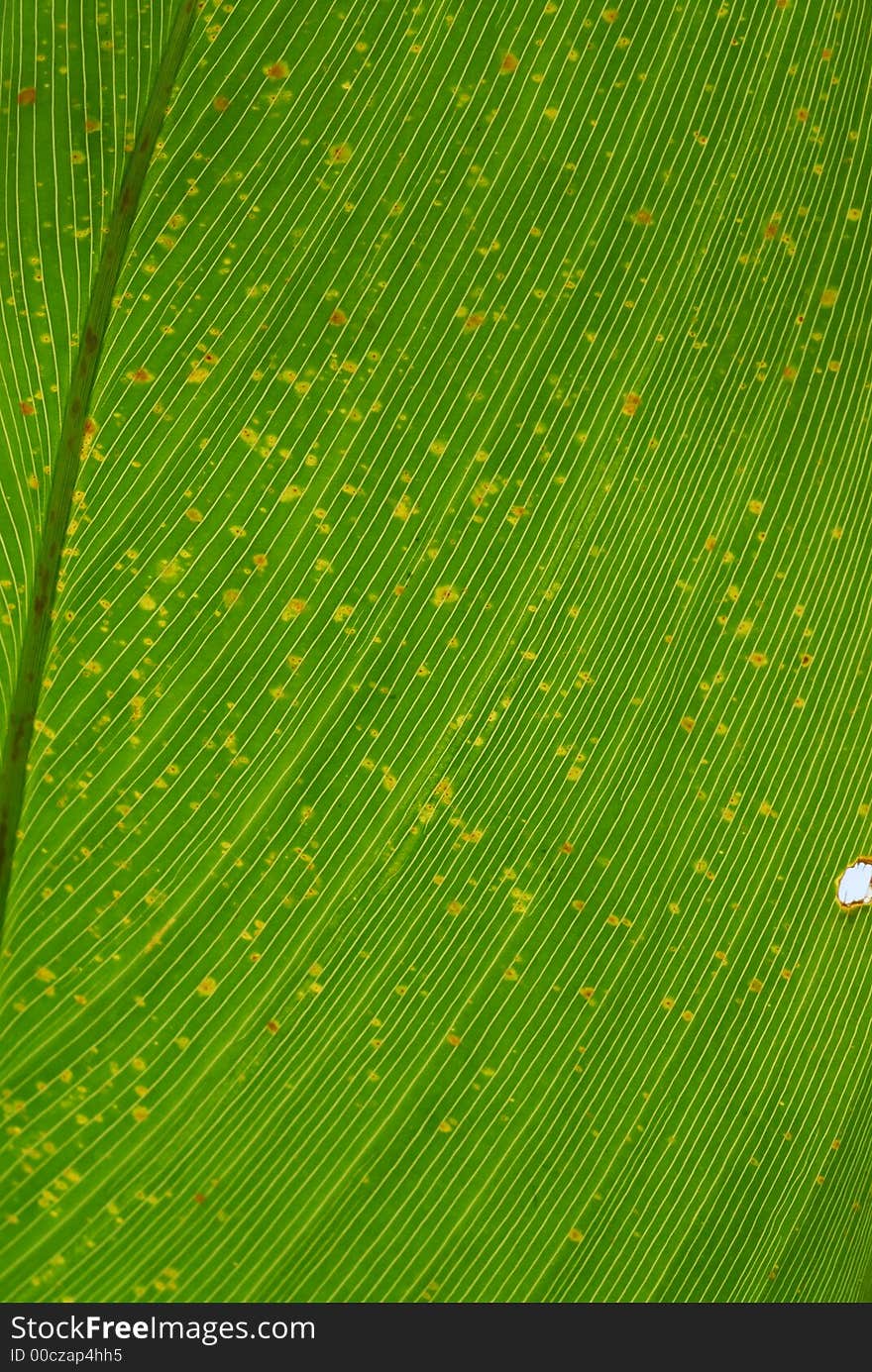 Green leaf in the parks