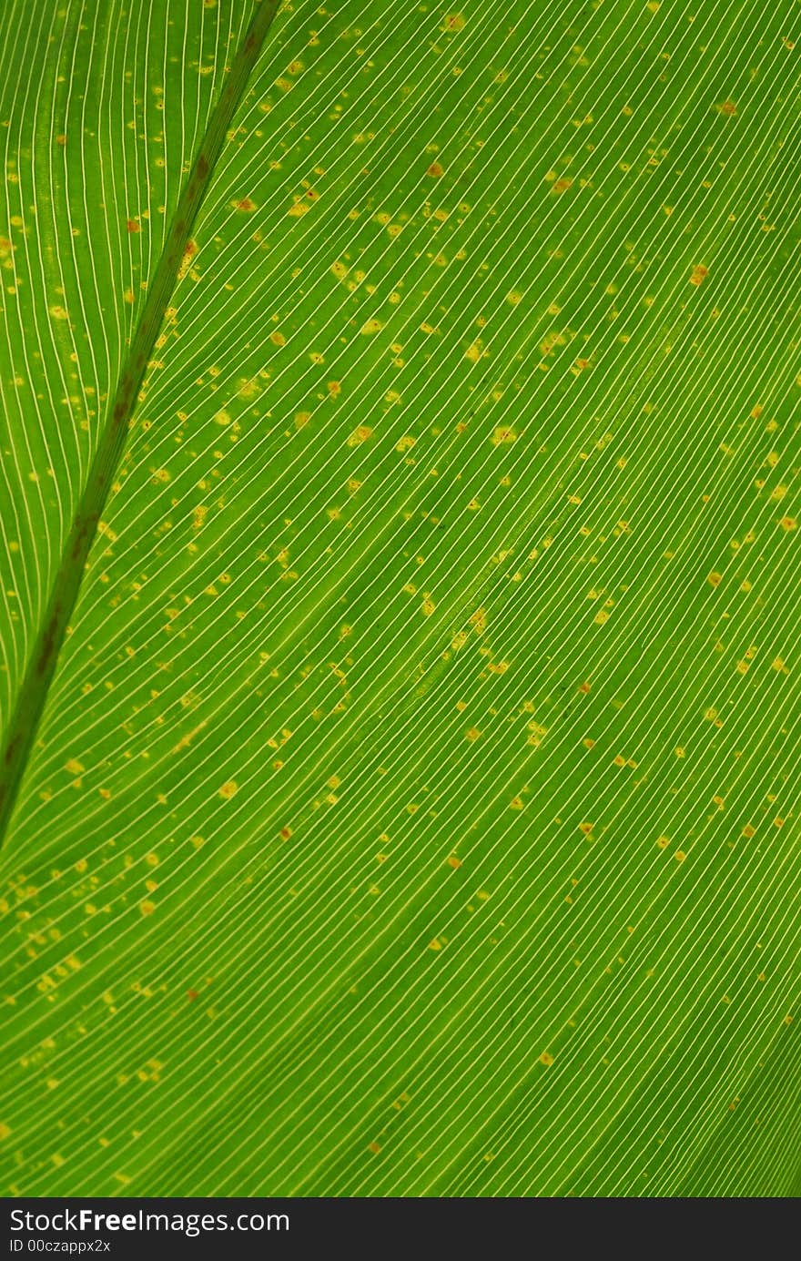 Green leaf in the parks