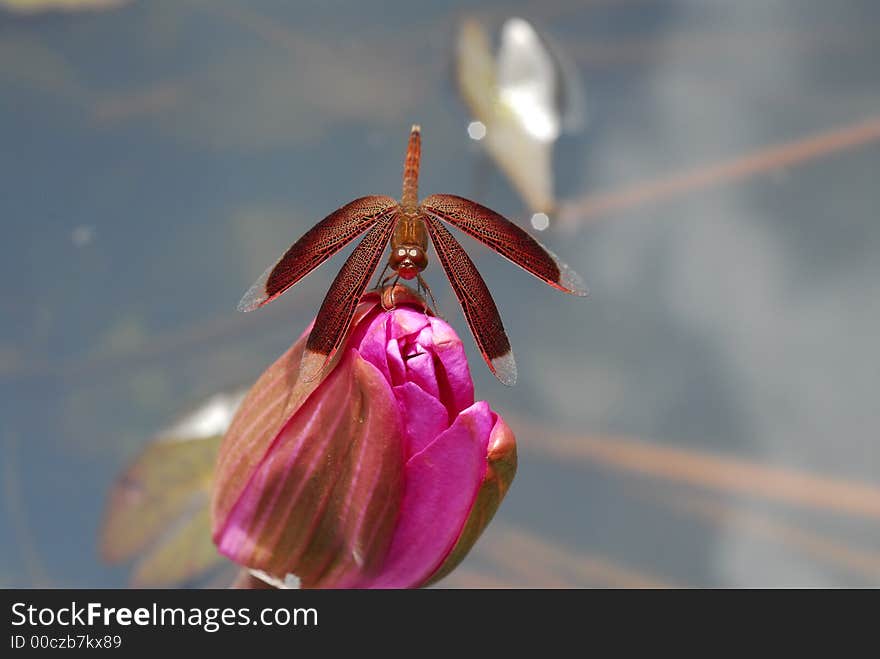 Red dragonfly in the parks. Red dragonfly in the parks