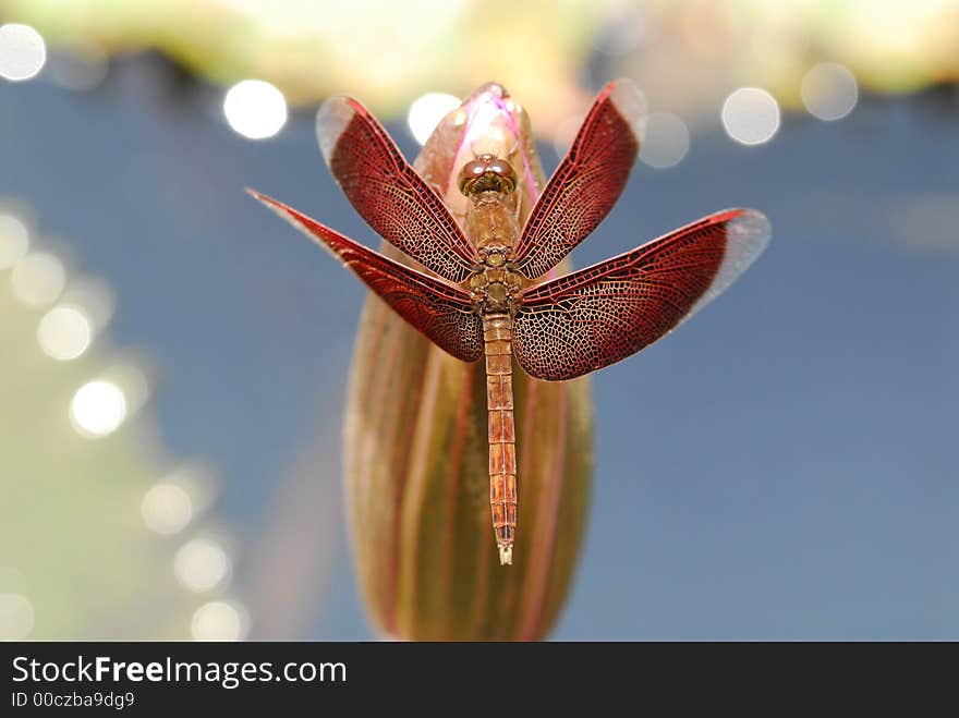 Red dragonfly in the ponds