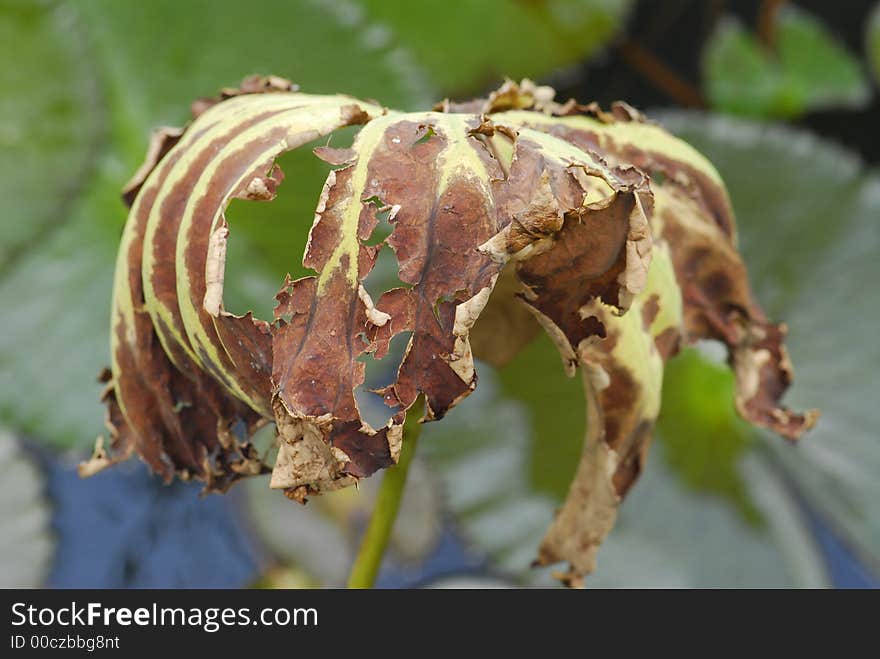 Dried Lotus Leaf