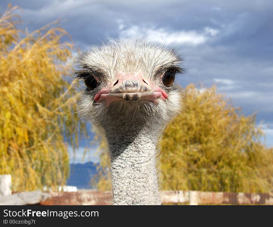 Ostrich mug shot