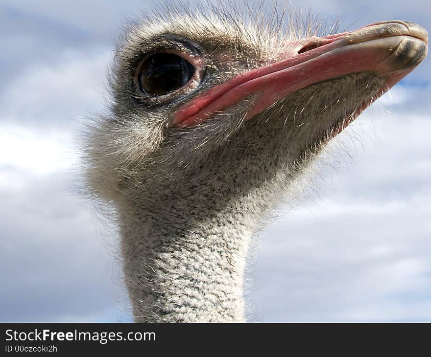 Ostrich Profile