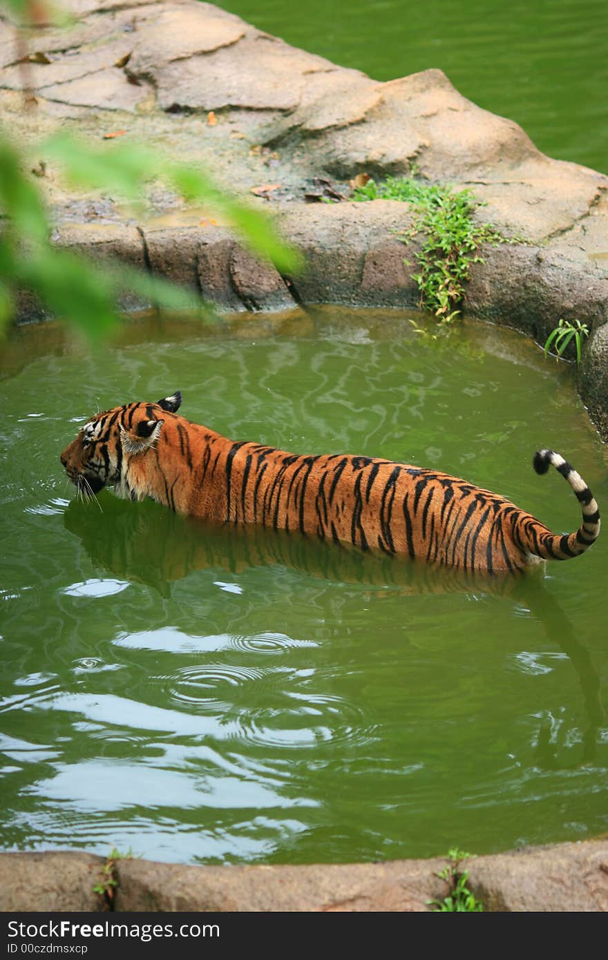 Until 2004, there were eight conventional classification of tigers. However, a test of the DNA of more than 130 tigers and tiger pelts raised sufficient evidence to classify the tigers in Malaysia a separate sub-species. Hence, the Malayan Tiger was re-born as the ninth tiger sub-species. Until 2004, there were eight conventional classification of tigers. However, a test of the DNA of more than 130 tigers and tiger pelts raised sufficient evidence to classify the tigers in Malaysia a separate sub-species. Hence, the Malayan Tiger was re-born as the ninth tiger sub-species.