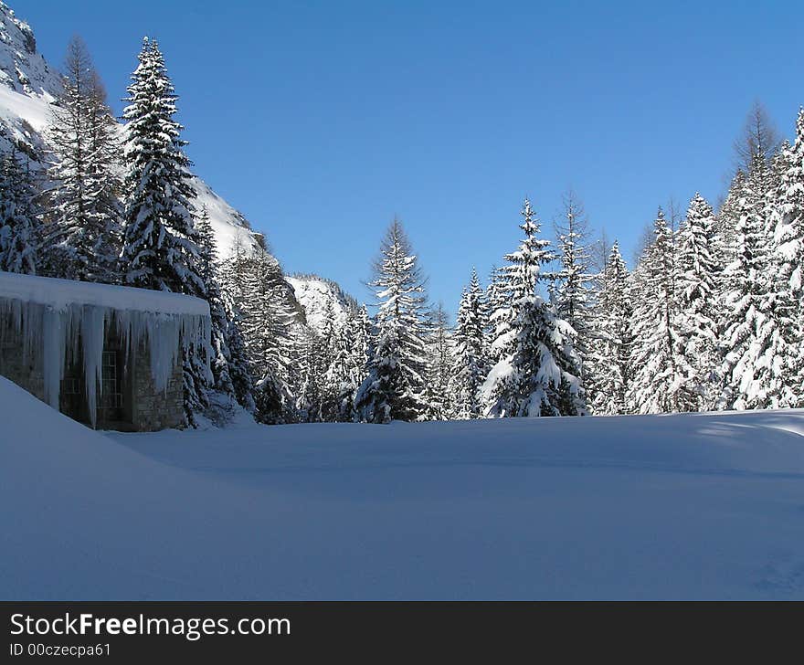 Nice pack of snow with the trees covered with snow as well. Nice pack of snow with the trees covered with snow as well