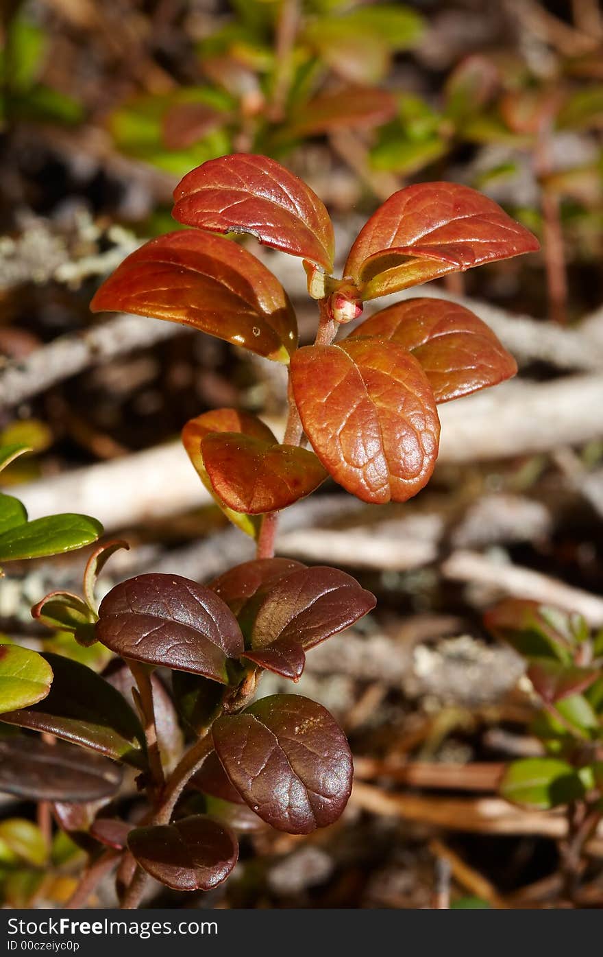 Red bilberries