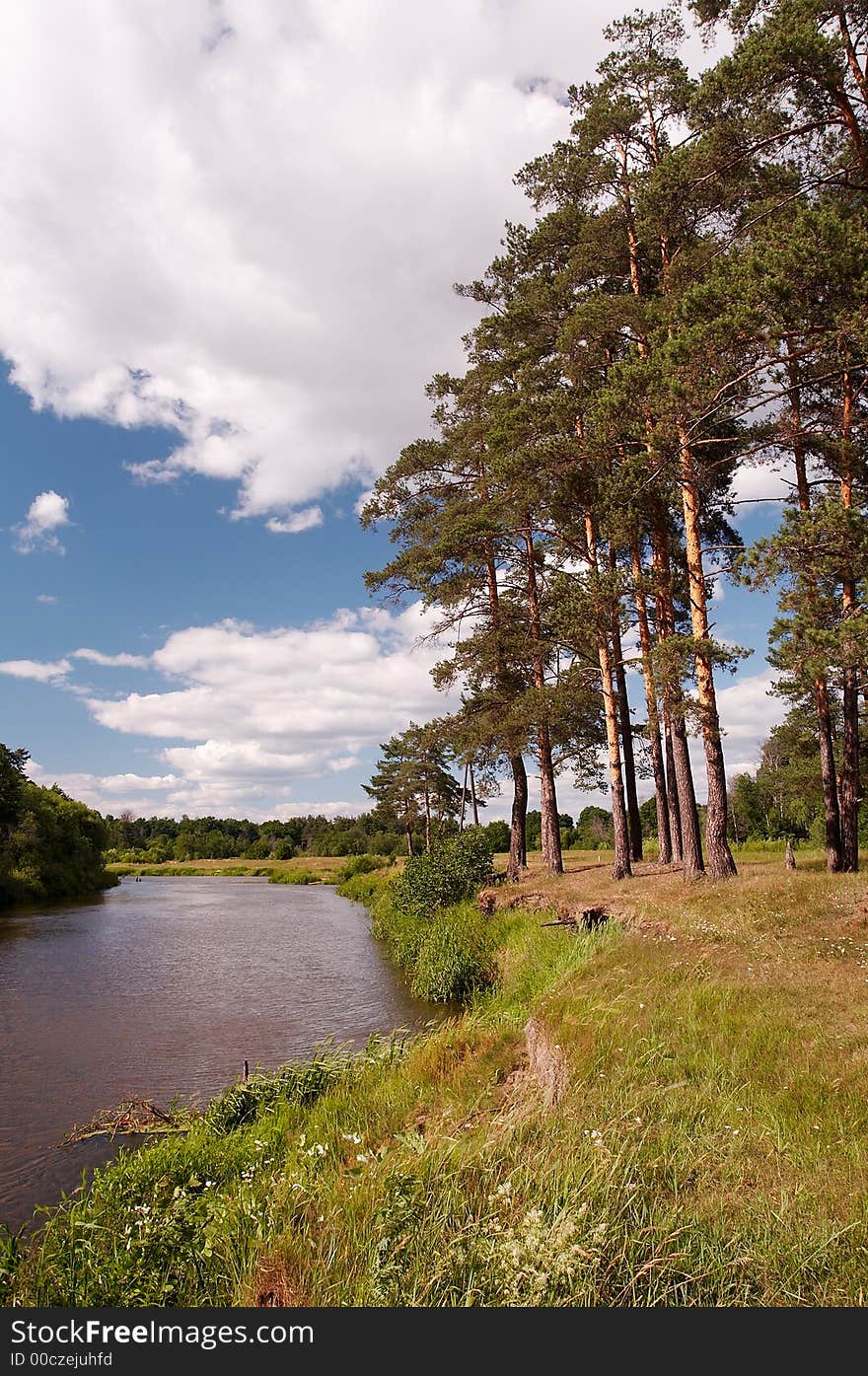 Pine trees on river bank. Pine trees on river bank