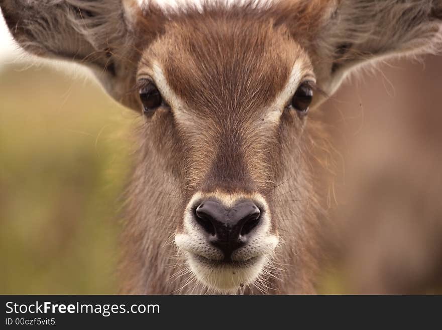 A waterbuck comming up close. A waterbuck comming up close