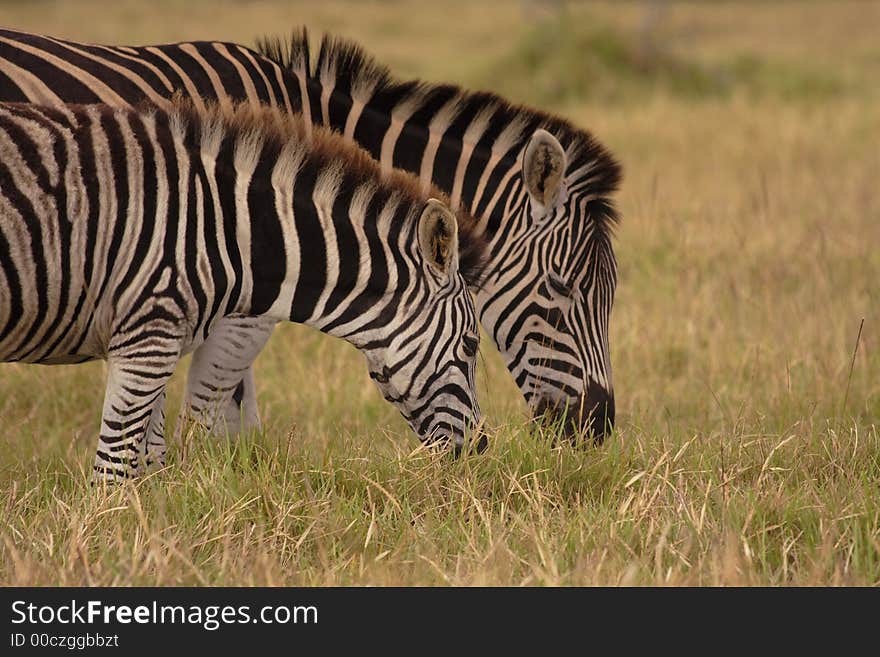 Two zebras eating at the same time. Two zebras eating at the same time