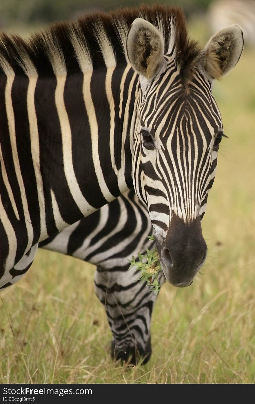 2 Zebras Eating