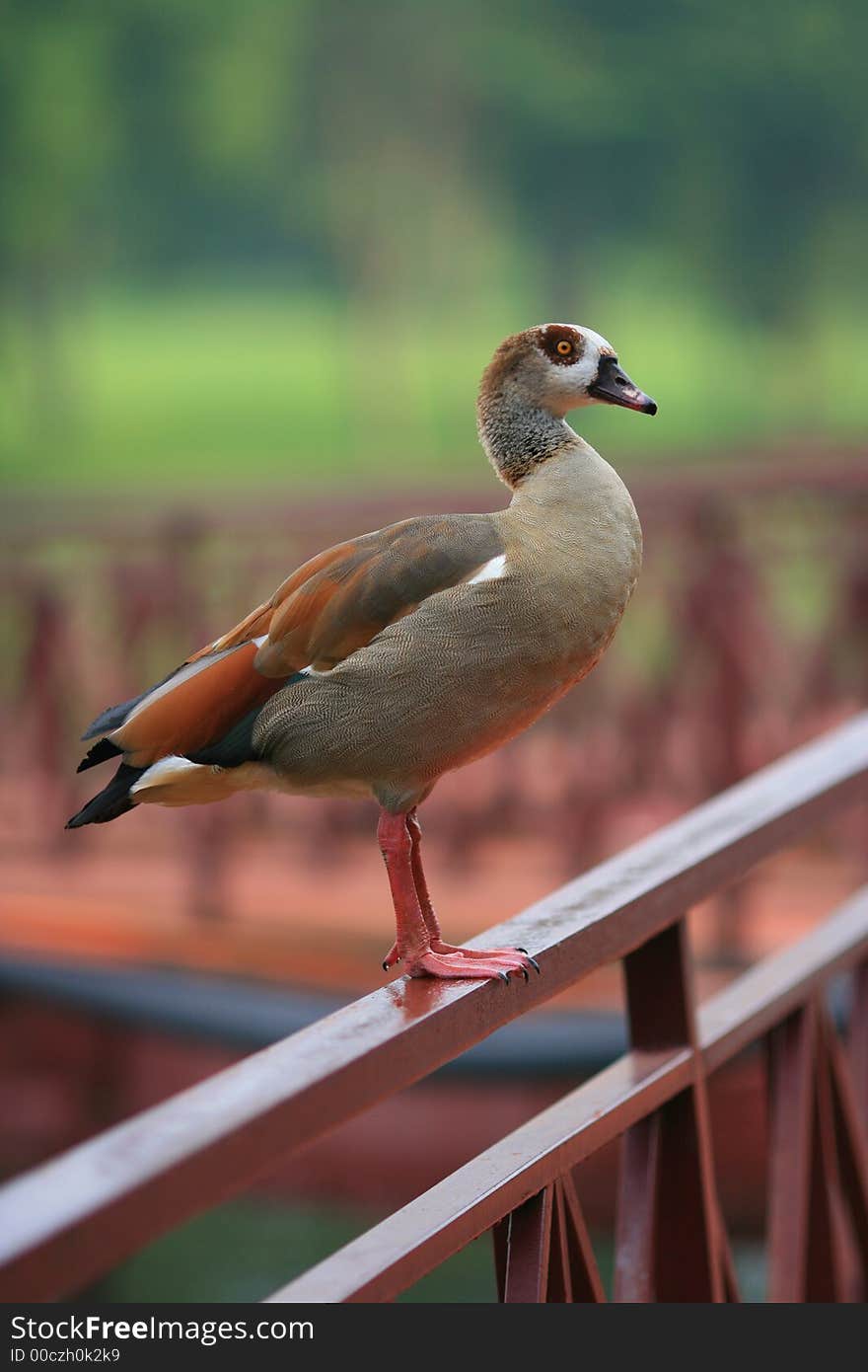 A beautiful duck looking at me