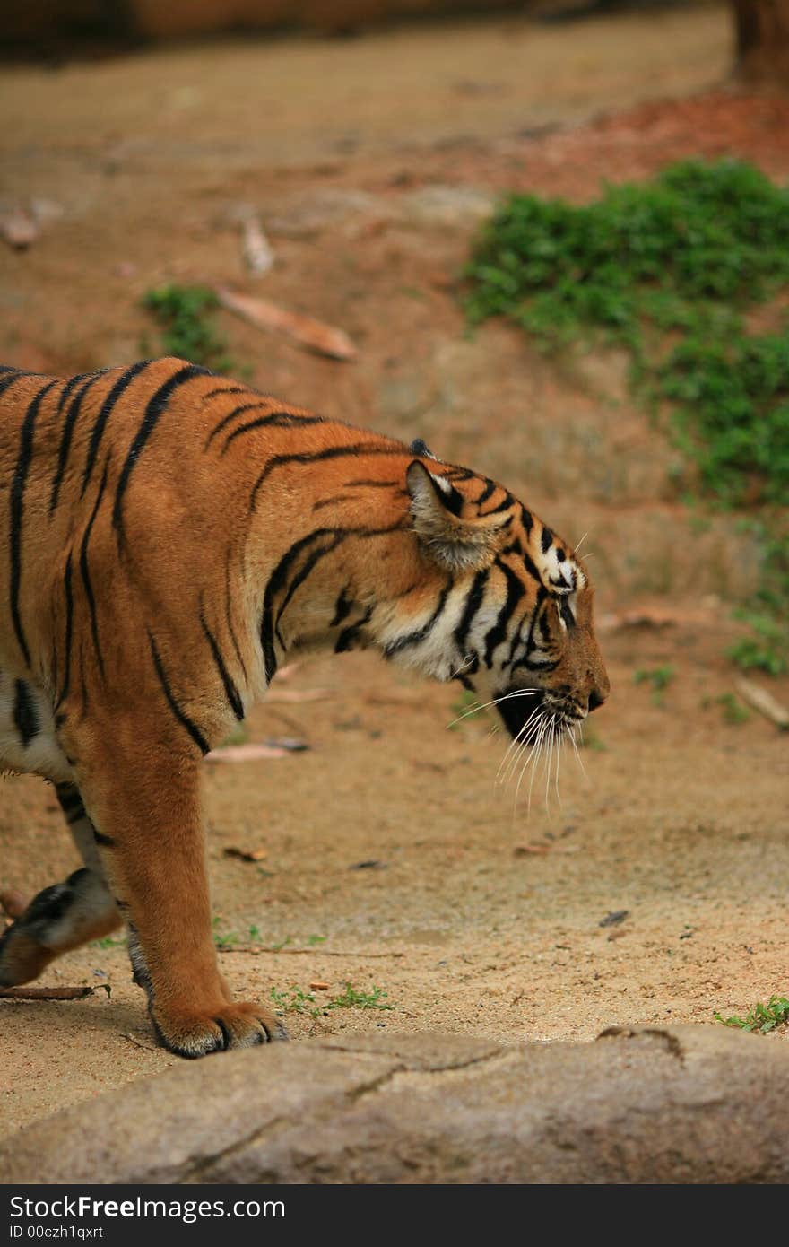 Malayan Tiger Walking