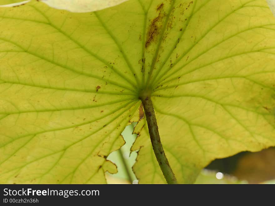 Nature lotus leaf