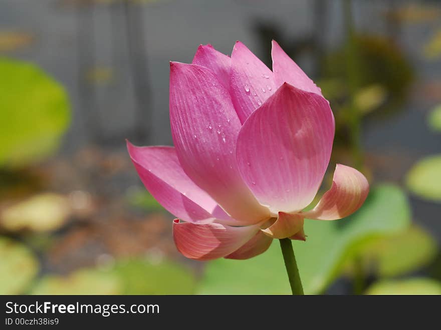 Nature Lotus Flower