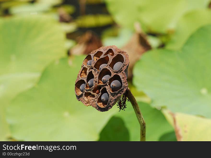 Dried lotus seeds